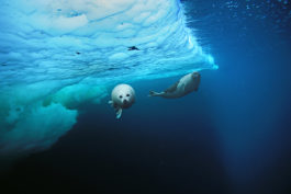 Harp seal pup makes its first swim