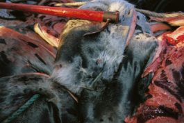 A hakapik lies across a pile of harp seal pelts