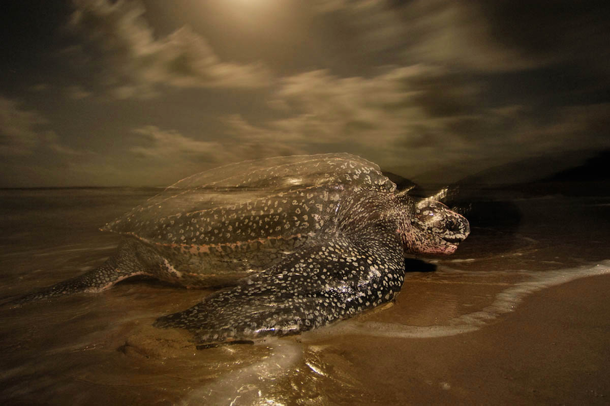 Leatherback Turtles Brian Skerry