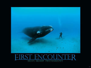 First Encounter Whale Poster | Brian Skerry Photography